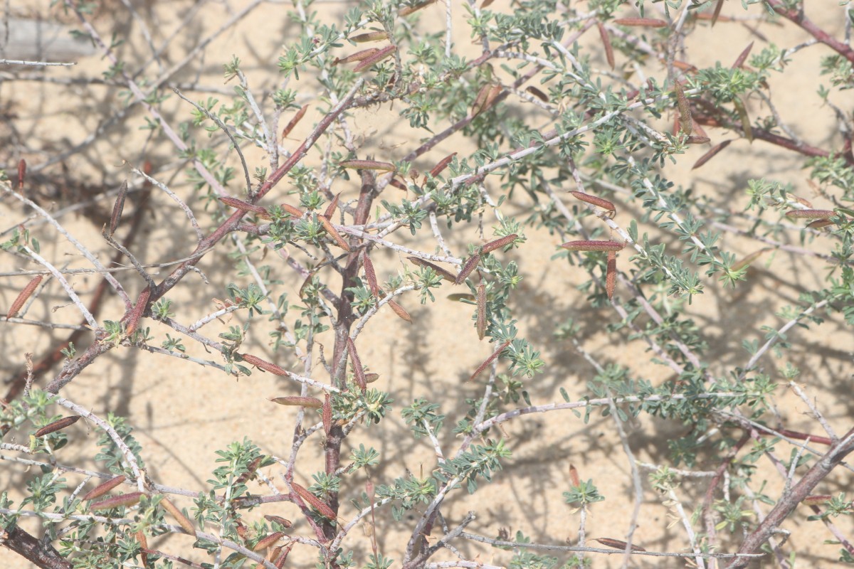 Indigofera aspalathoides Vahl ex DC.